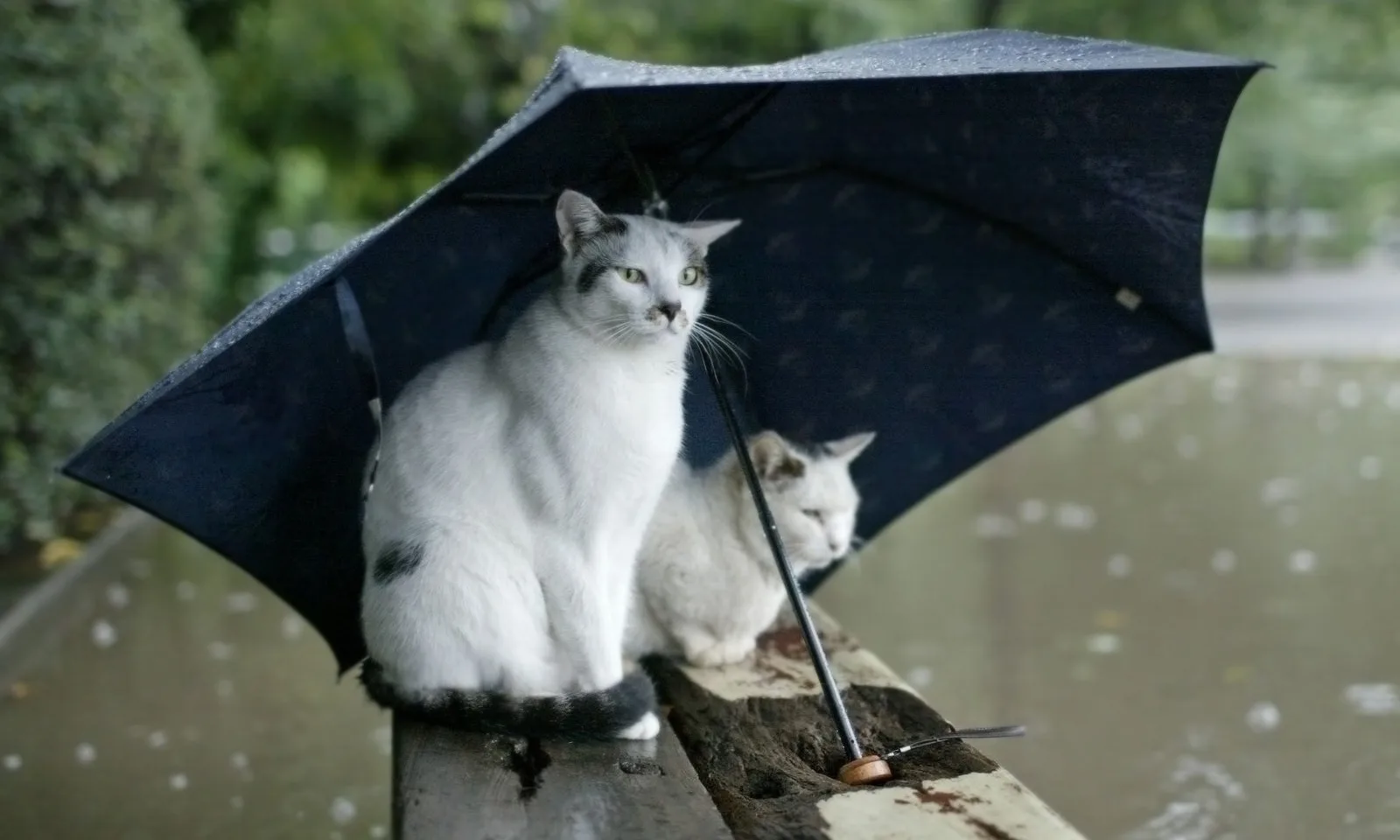 🌧️⚡ 31 июля и 1 августа местами по области ожидаются сильные ливни, очень сильные дожди и грозы! 

