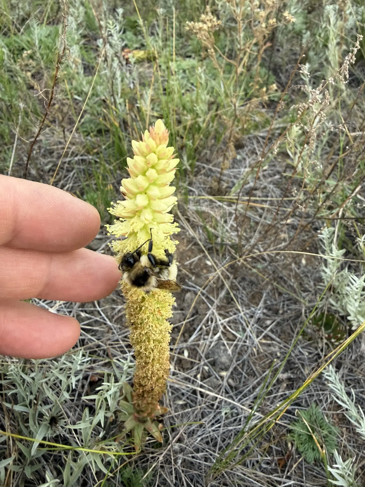 Все спят , даже этот шмель 🐝.