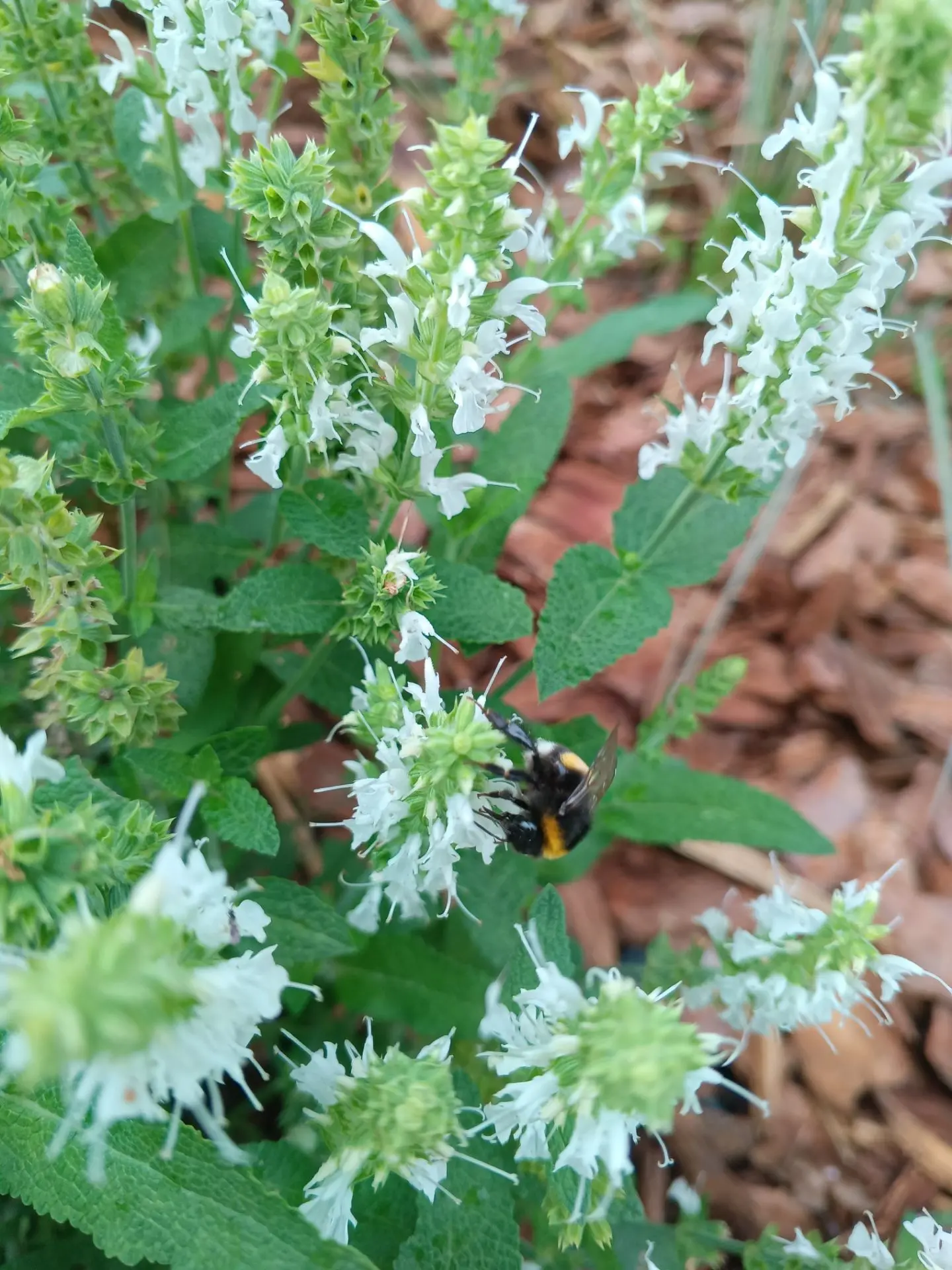 Фотоохота на шмеля 🐝))) На фото: шмель и шалфей.