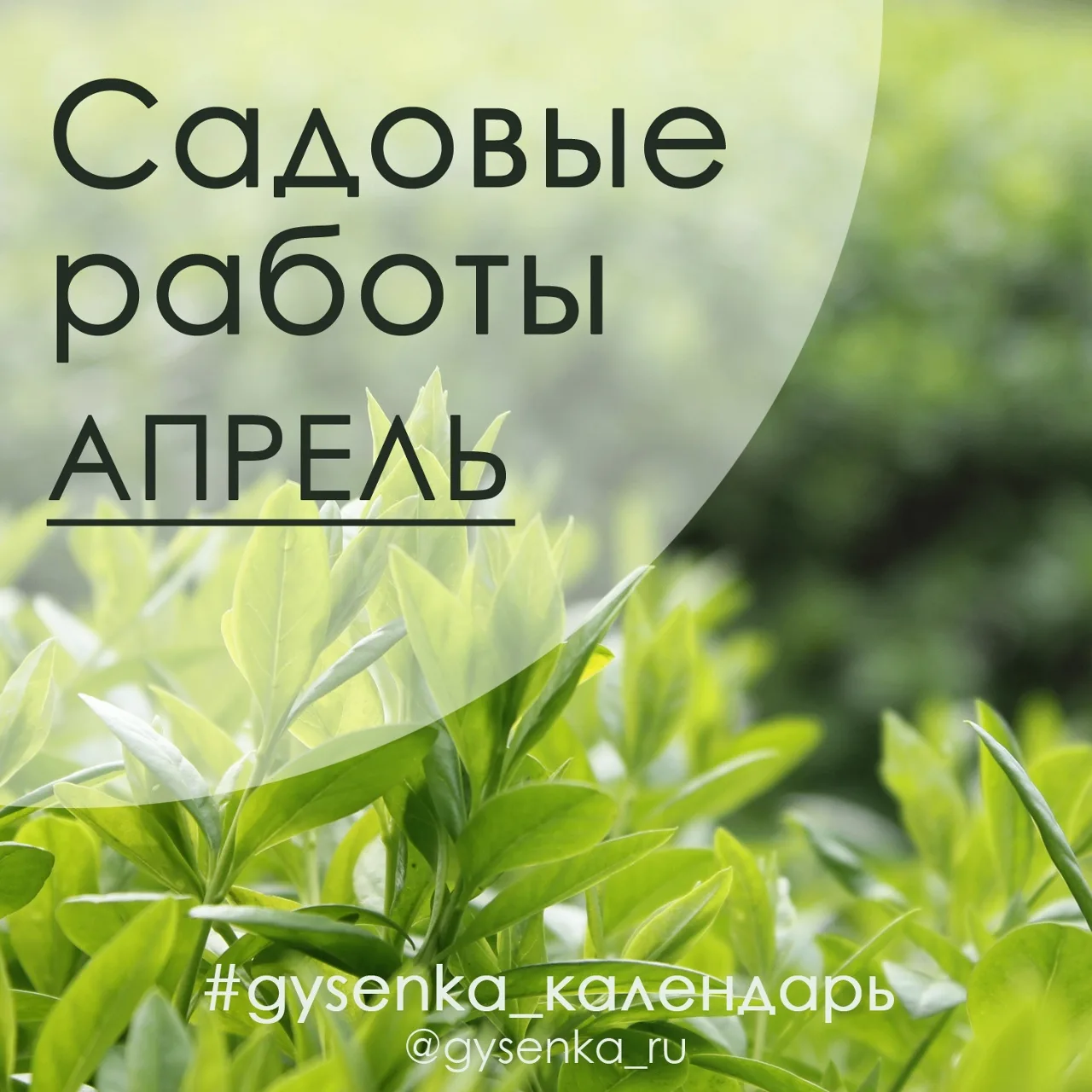 📌 Работы в саду в АПРЕЛЕ