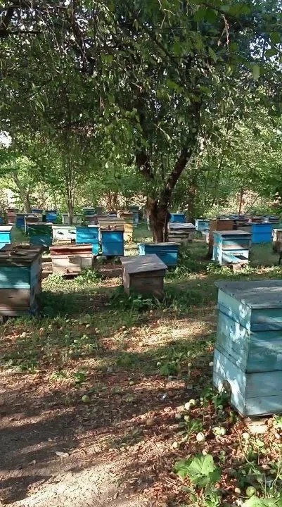 Продаю настоящий мëд.  Разнотравье+донник 2026 год. Любые проверки. Пасека находится в балке, далеко