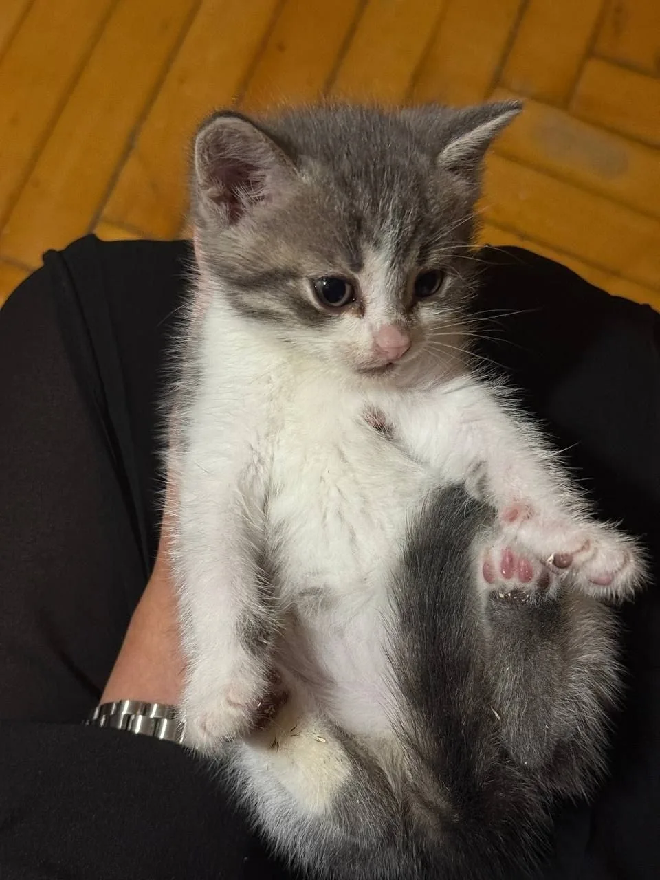 Котята ищут дом 🏡

В конце мая этого года, в дождливый вечер, на улице я решила погладить беременну