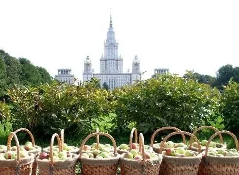 🍎 Праздник яблок пройдёт в Ботаническом саду МГУ