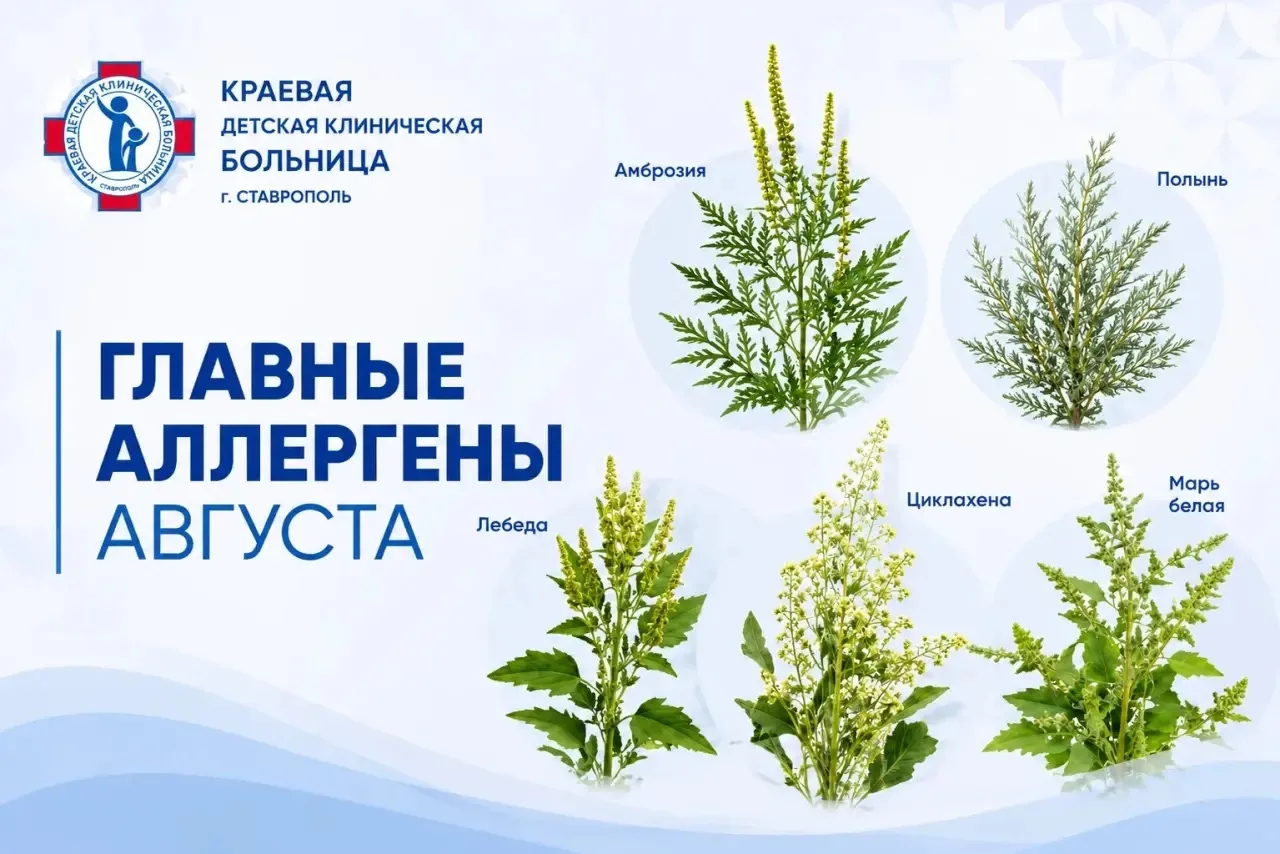 Август - пик цветения многих сорных растений.