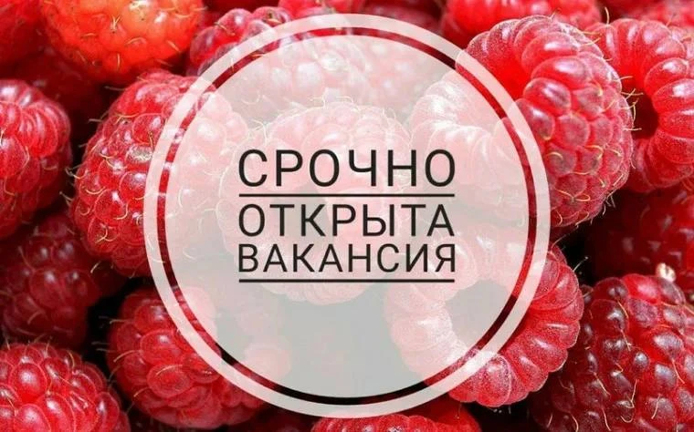 🚨 СРОЧНО! Сотрудник в рекламный отдел