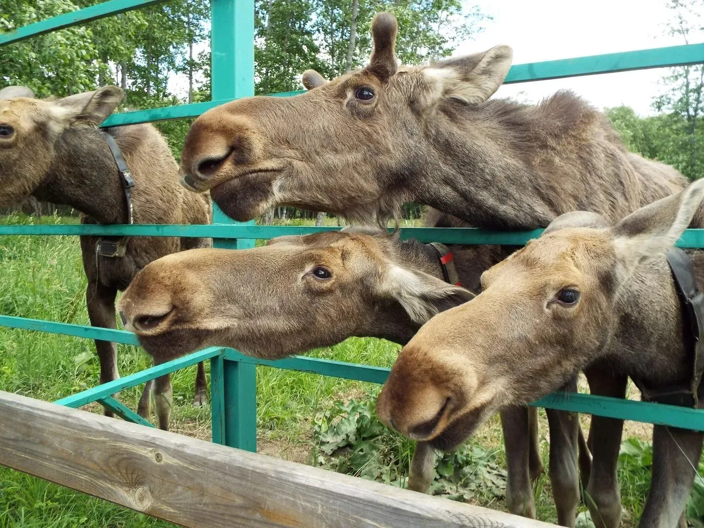 Экскурсия для школьных групп  Кострома:  Музей сладостей+Лосеферма.