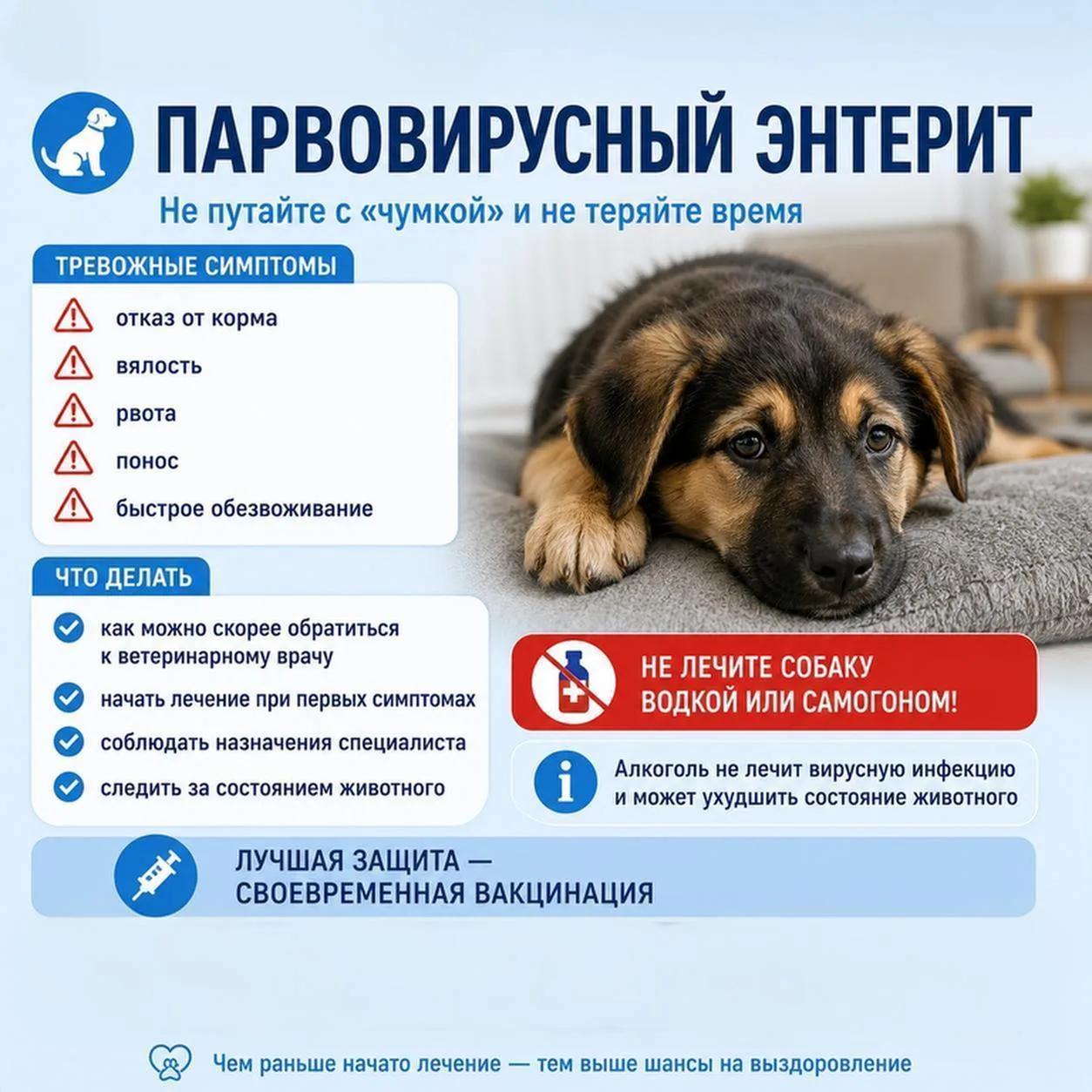🐶 Парвовирусный энтерит: не путайте с «обычным расстройством» и не лечите водкой