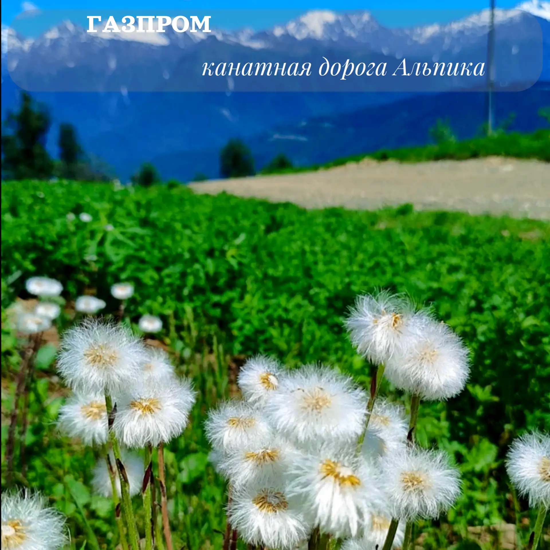 Тишина, которая громче слов. Как Альпика забрала мои мысли 🏔️