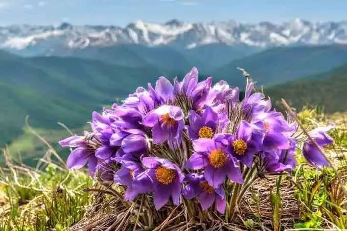 Прострелы доступные для заказа :