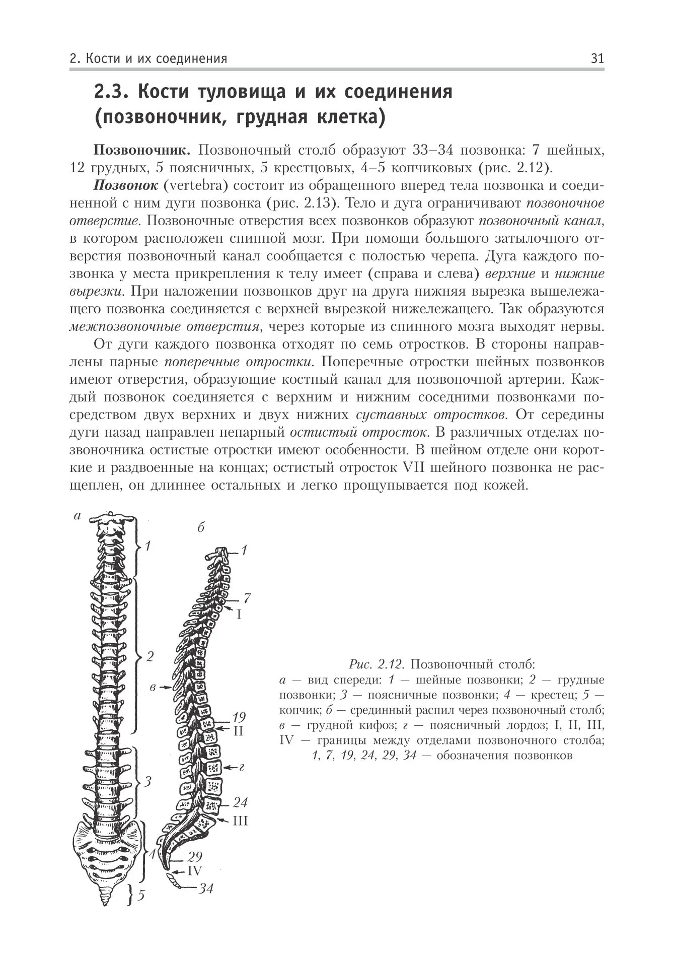 Кости туловища и их соединения