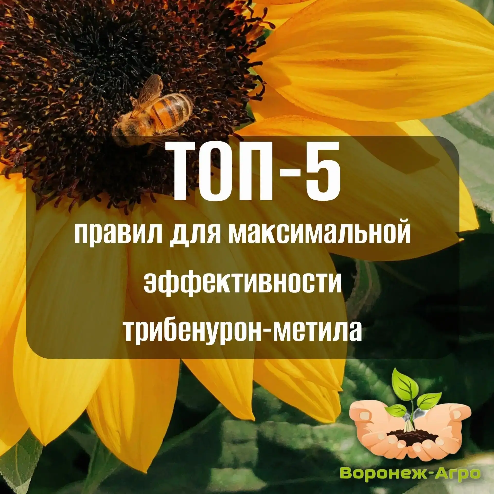 💧Трибенурон-метил — это «золотой стандарт» защиты зерновых культур и подсолнечника (по...