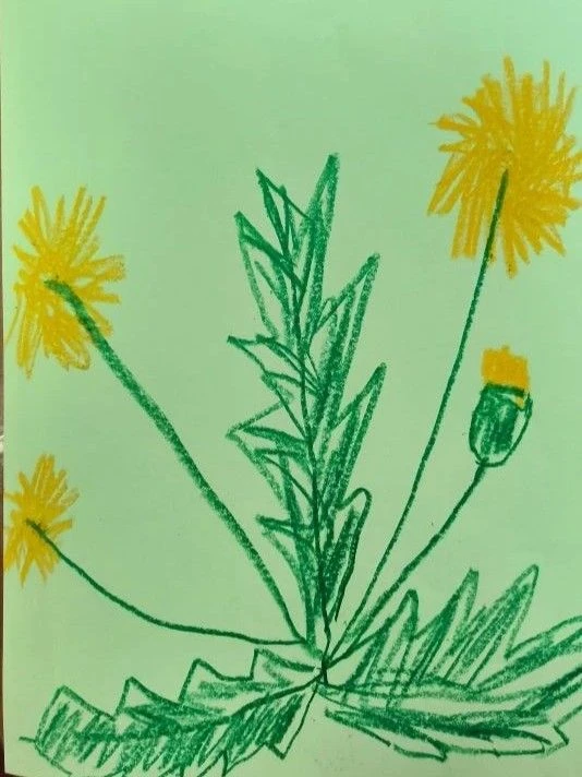 🌼 День одуванчика: маленькое солнце внутри каждого из нас 🌼    Знаете ли вы, что у одуванчика есть