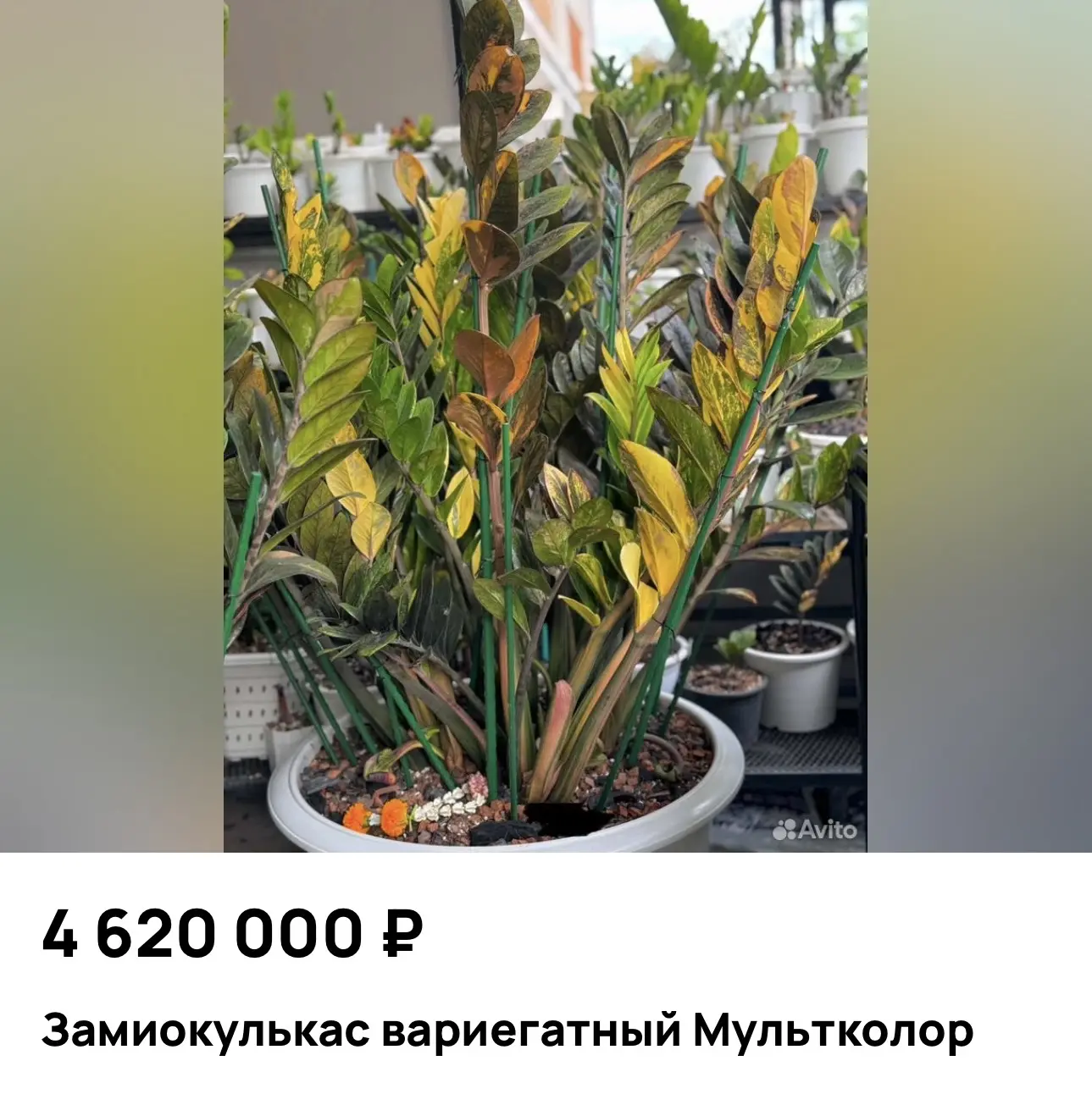 Всем доброе утречко! Желаю отличного настроения, теплой и солнечной погоды и продуктивн...