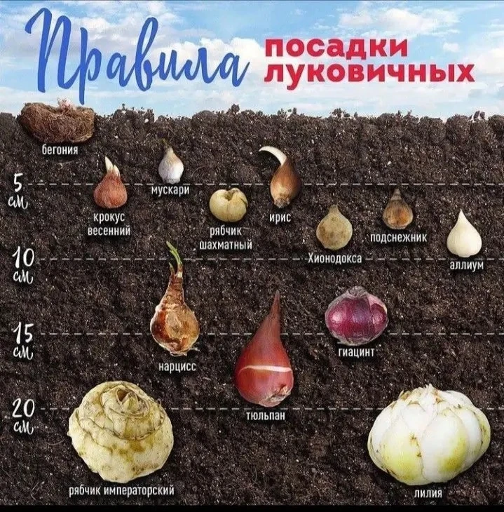 Посадка луковичных ✅