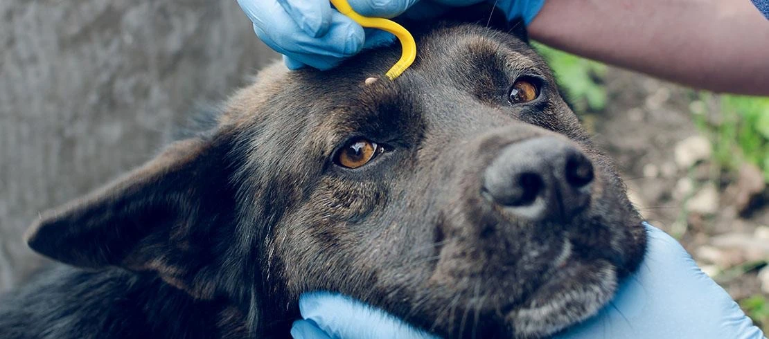 🐾 Пироплазмоз домашних животных: укусы клещей и профилактика 🐾