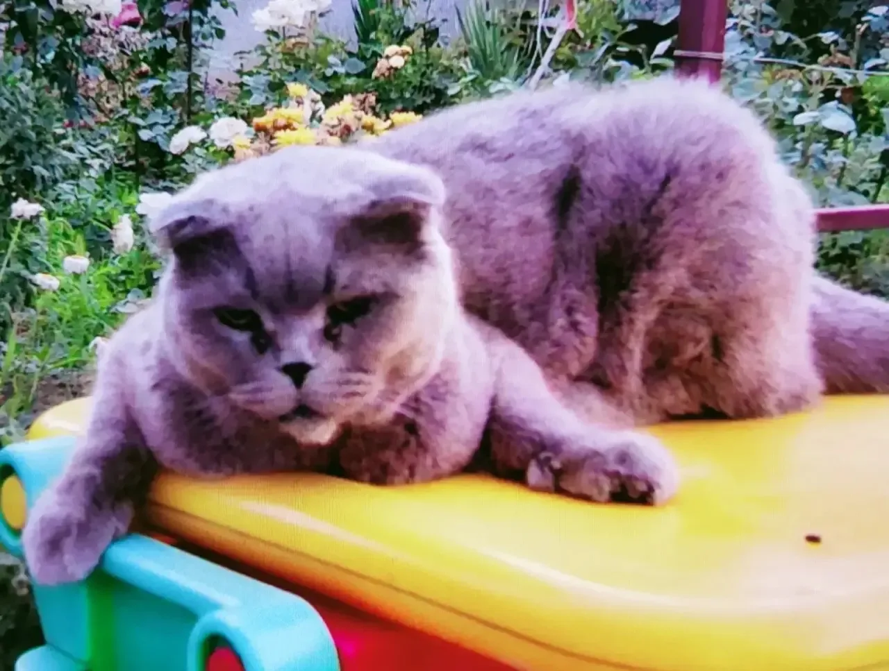 В «зверочат» обратился подписчик: «Пропала кошка 🐱 около старого Энергосбыта, в суббот...