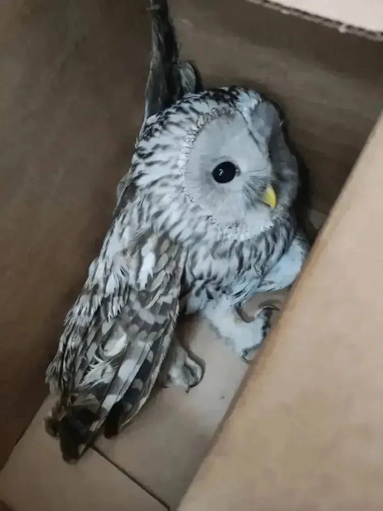 🦉Необычный «пациент» в кемеровской психбольнице  Во время субботника сотрудники заметили сову — на н