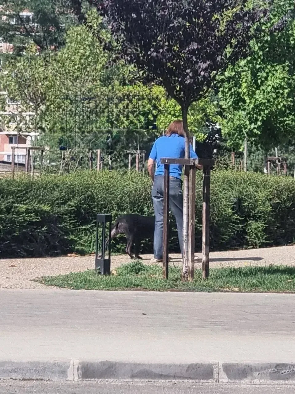 В ГМР собака без намордника вцепилась в бигля