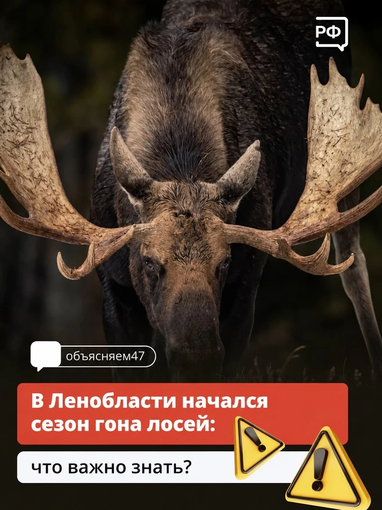 А вы знаете, что делать при встрече с лосём?