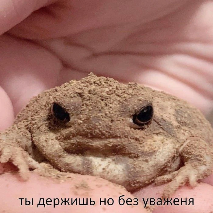 любим лягушек и жабок