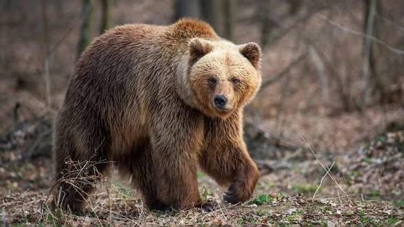 🐻 Во всех районах создадут бригады охотников-медвежатников