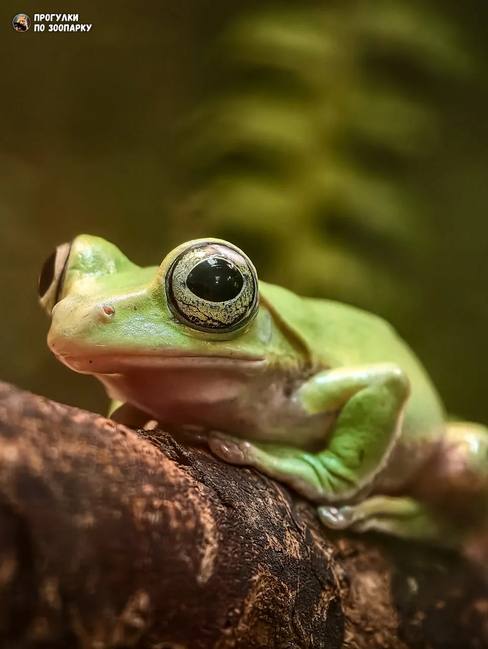 Окинавский веслоног🐸