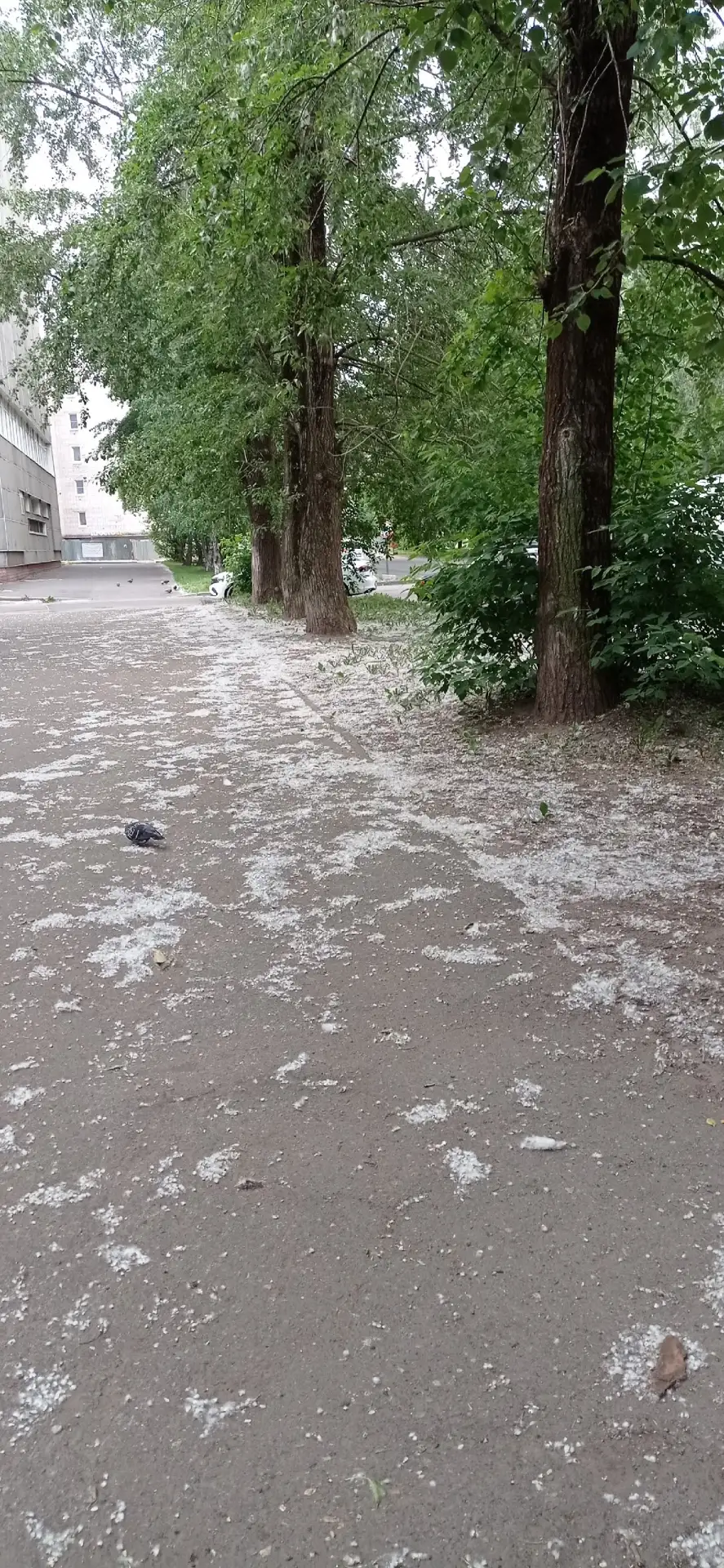 Тополиный пух захватил Череповец...