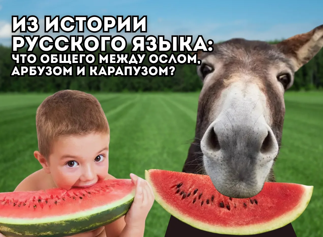 ☝ Знаете ли вы, что слова “осёл”, “арбуз” и “карапуз” — лингвистические родственники? Сегодня в рубр