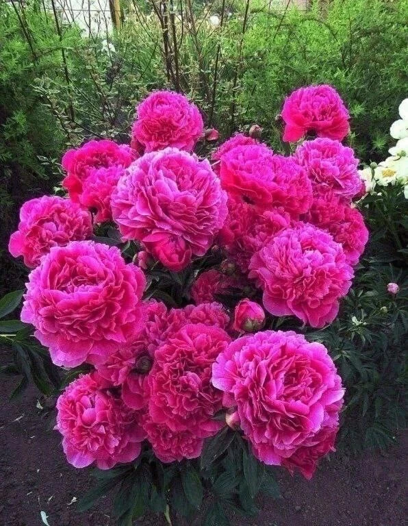 🌸  Удобрение пионов — схема для пышного цветения 😍Правильная подкормка помогает куста...