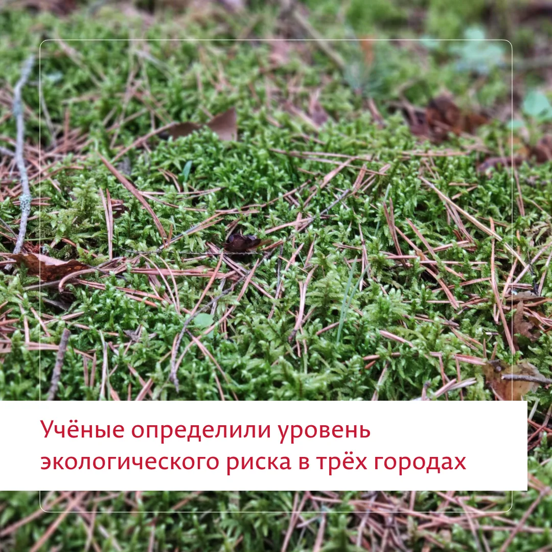 Экологи ПГНИУ провели биомониторинг качества воздуха в Соликамске, Березниках и Губахе