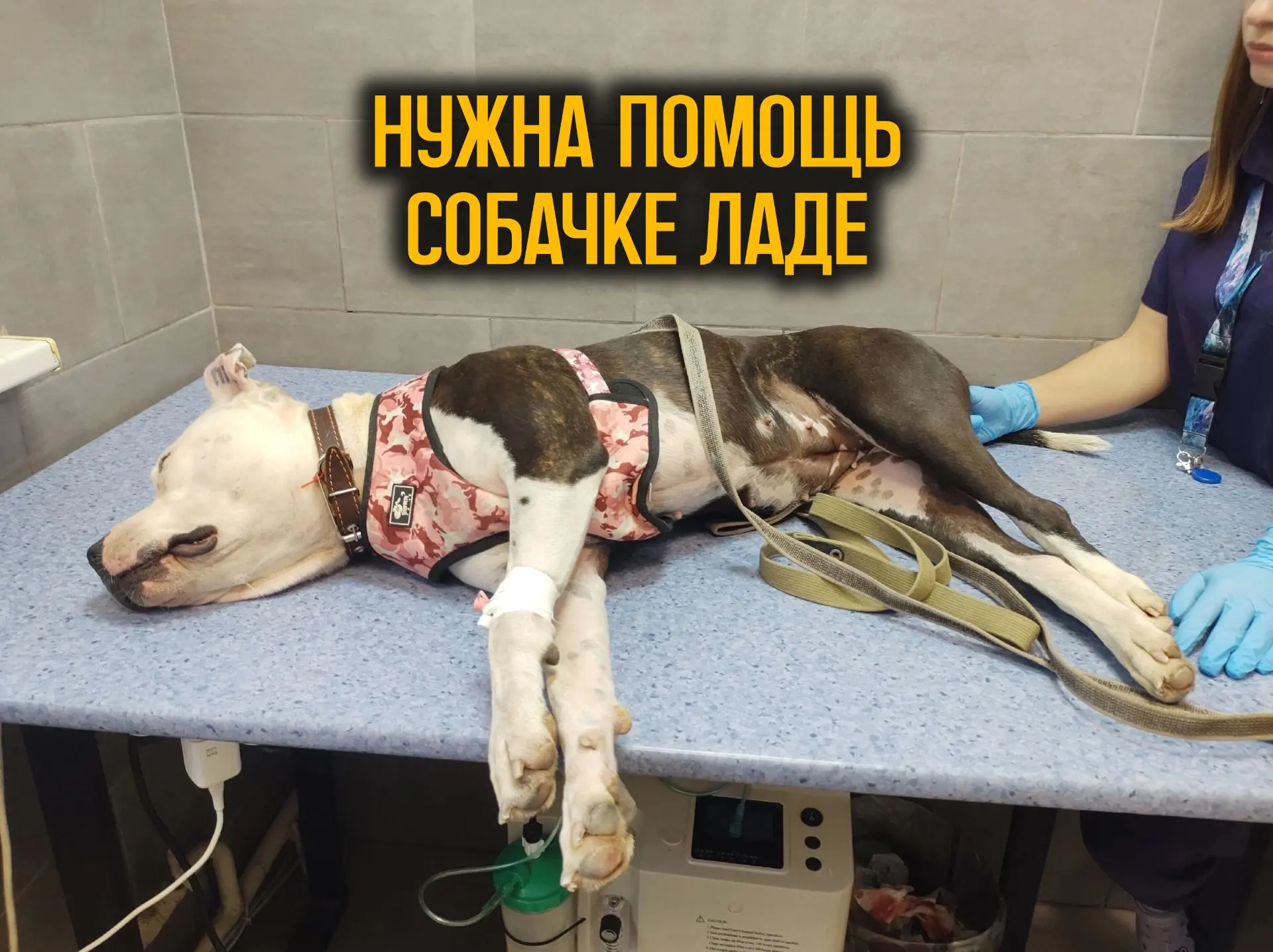 Друзья! У нас снова положение SOS!!! Экстренная кошечка в стационаре и долг за Собачку ...