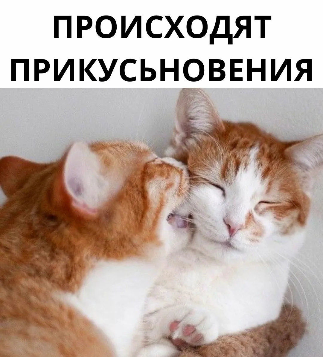 Добрый Мурзик 😻