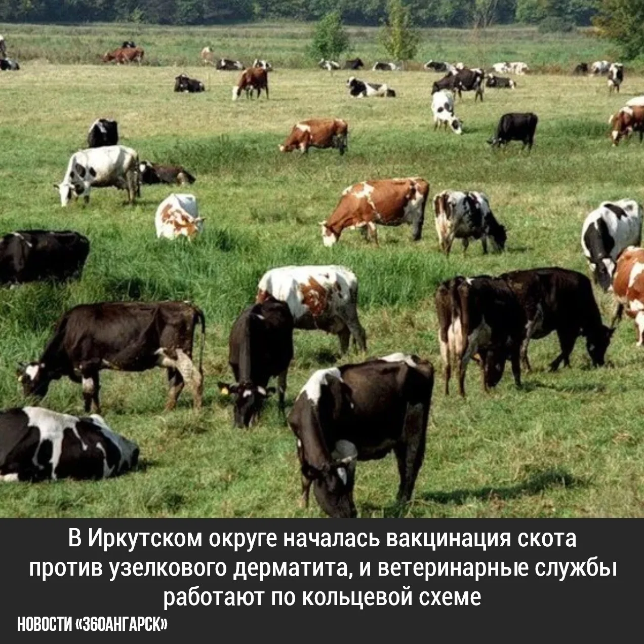 В Иркутском округе началась вакцинация скота против узелкового дерматита, и ветеринарны...
