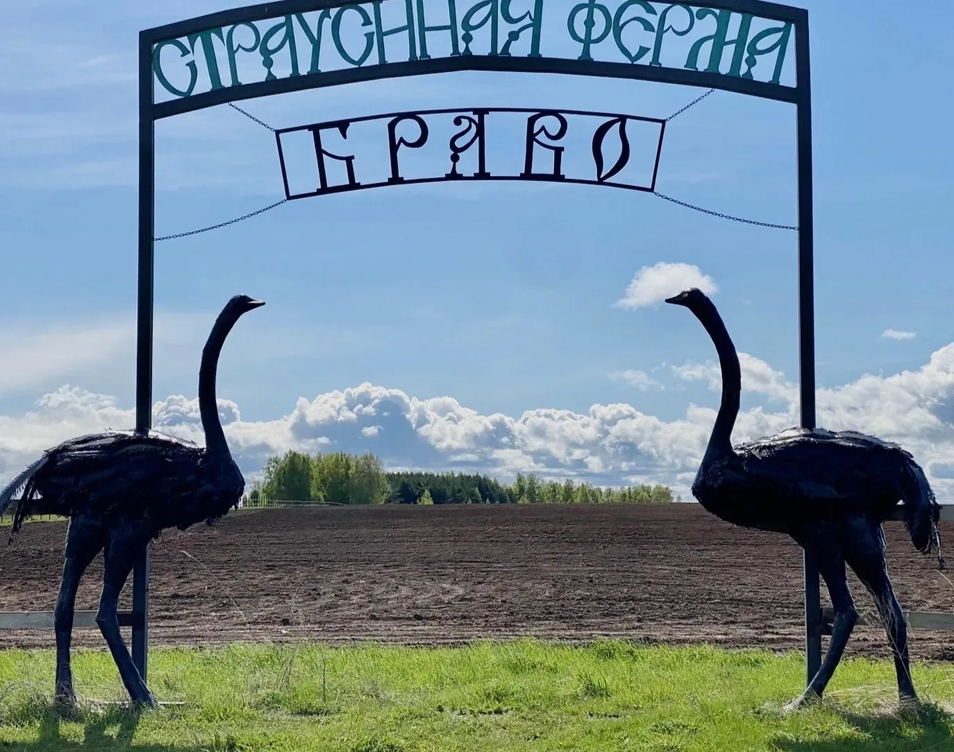 Экскурсия в страусиную ферму  "Браво"