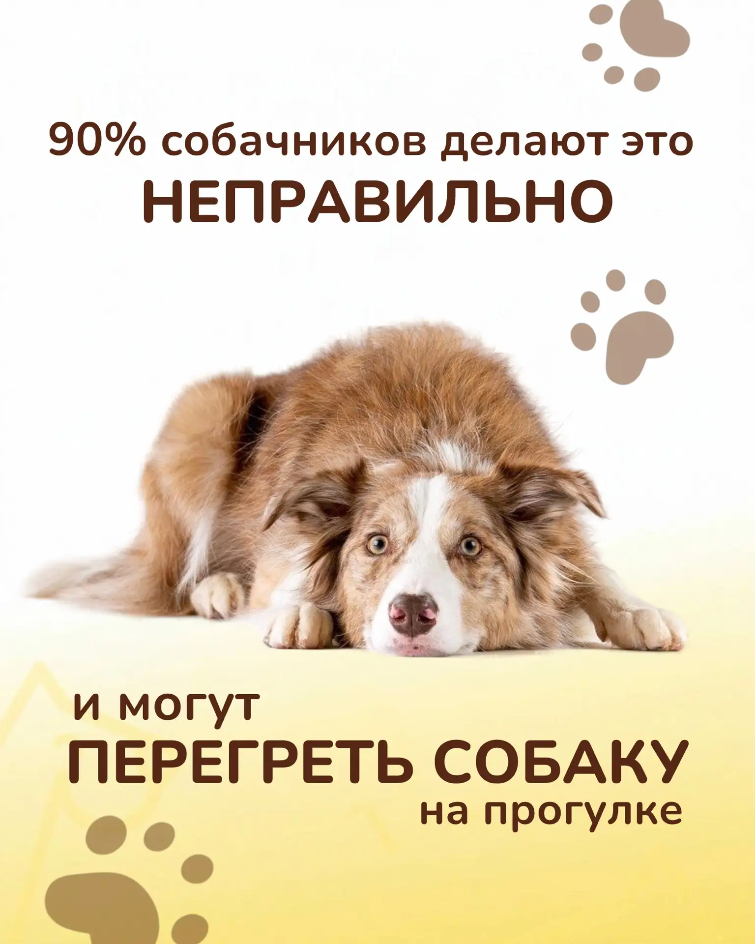 ☀️ Жара - испытание и для наших питомцев.