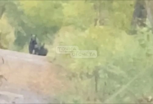 Медведицу и медвежат заметили посреди популярного маршрута для прогулок в Южно-Сахалинске