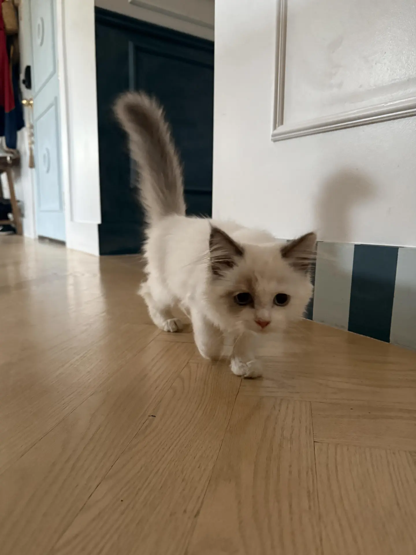 Топает по своим кошачьим делам 🐈😸