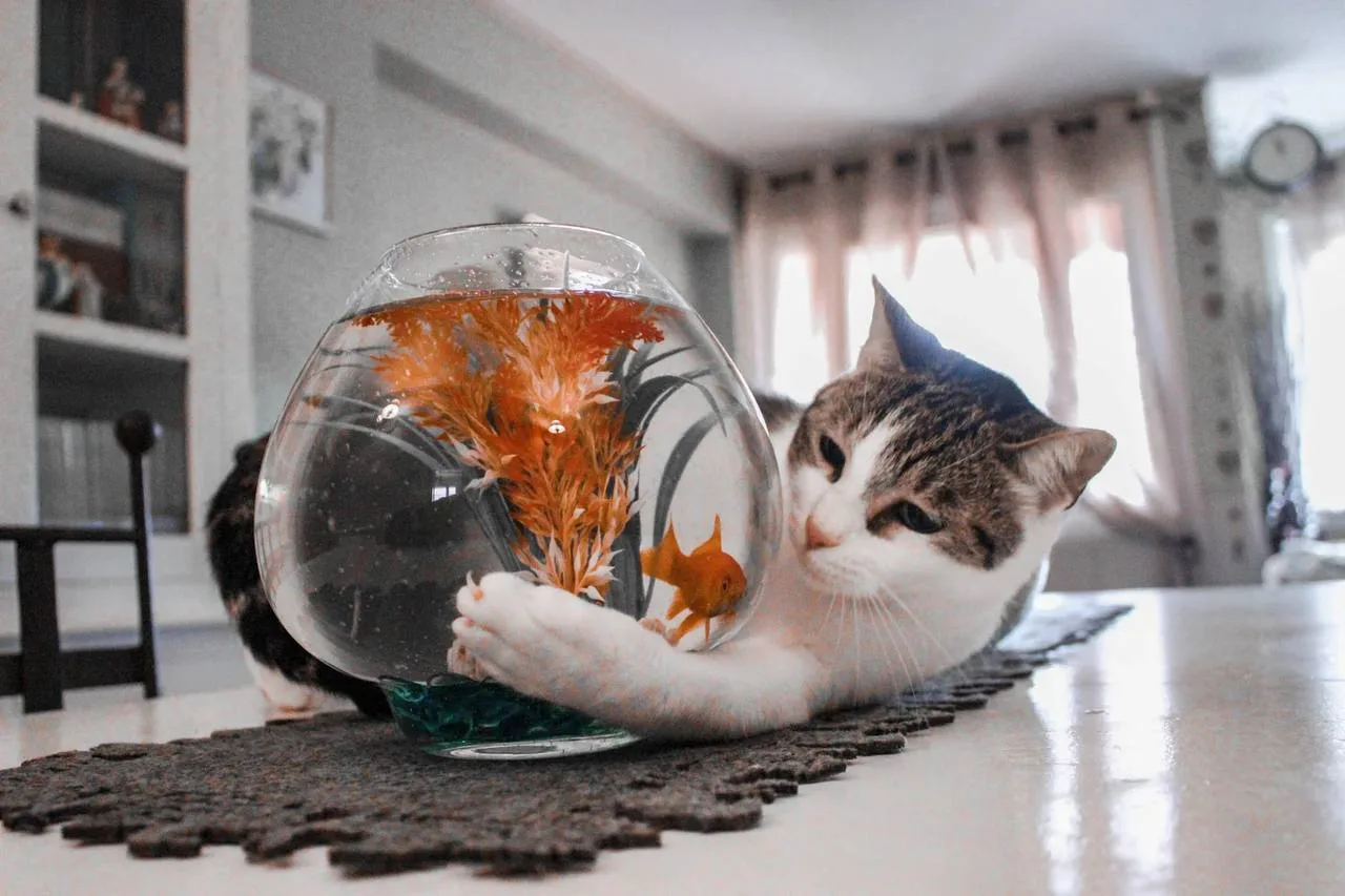 Почему кошки любят рыбу, но не любят купаться? 🐟