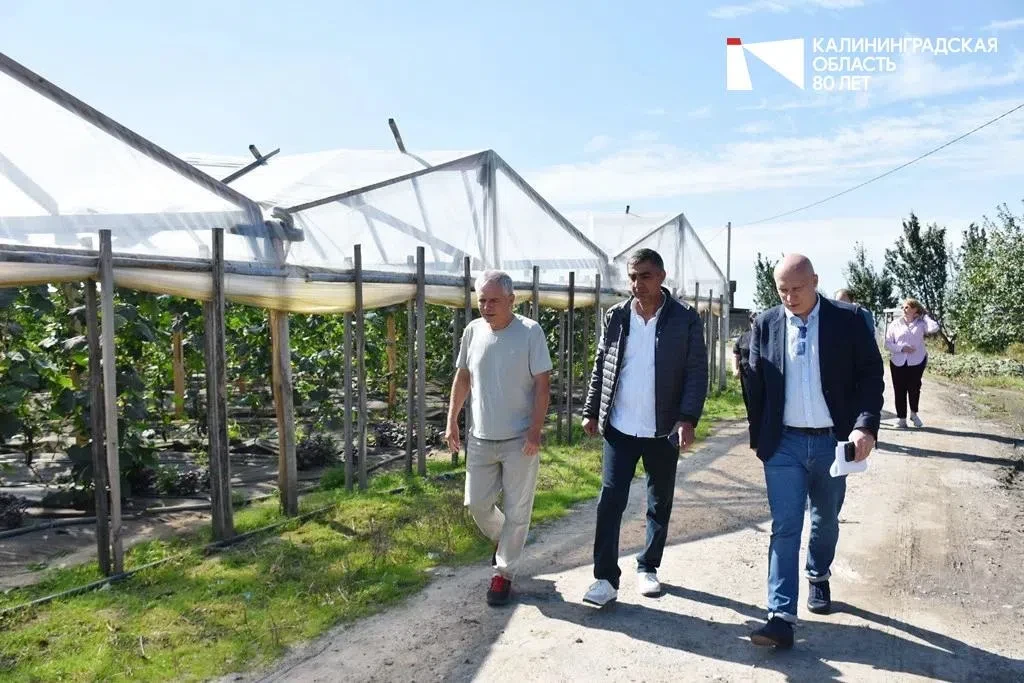🥒🥬 Калининградские фермеры наращивают производство овощей