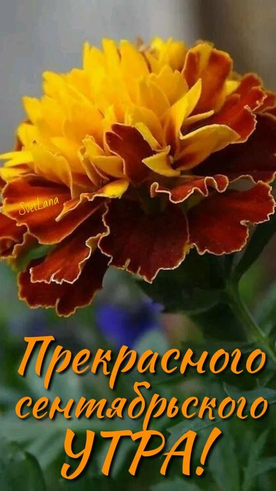 Доброе утро! 🌷