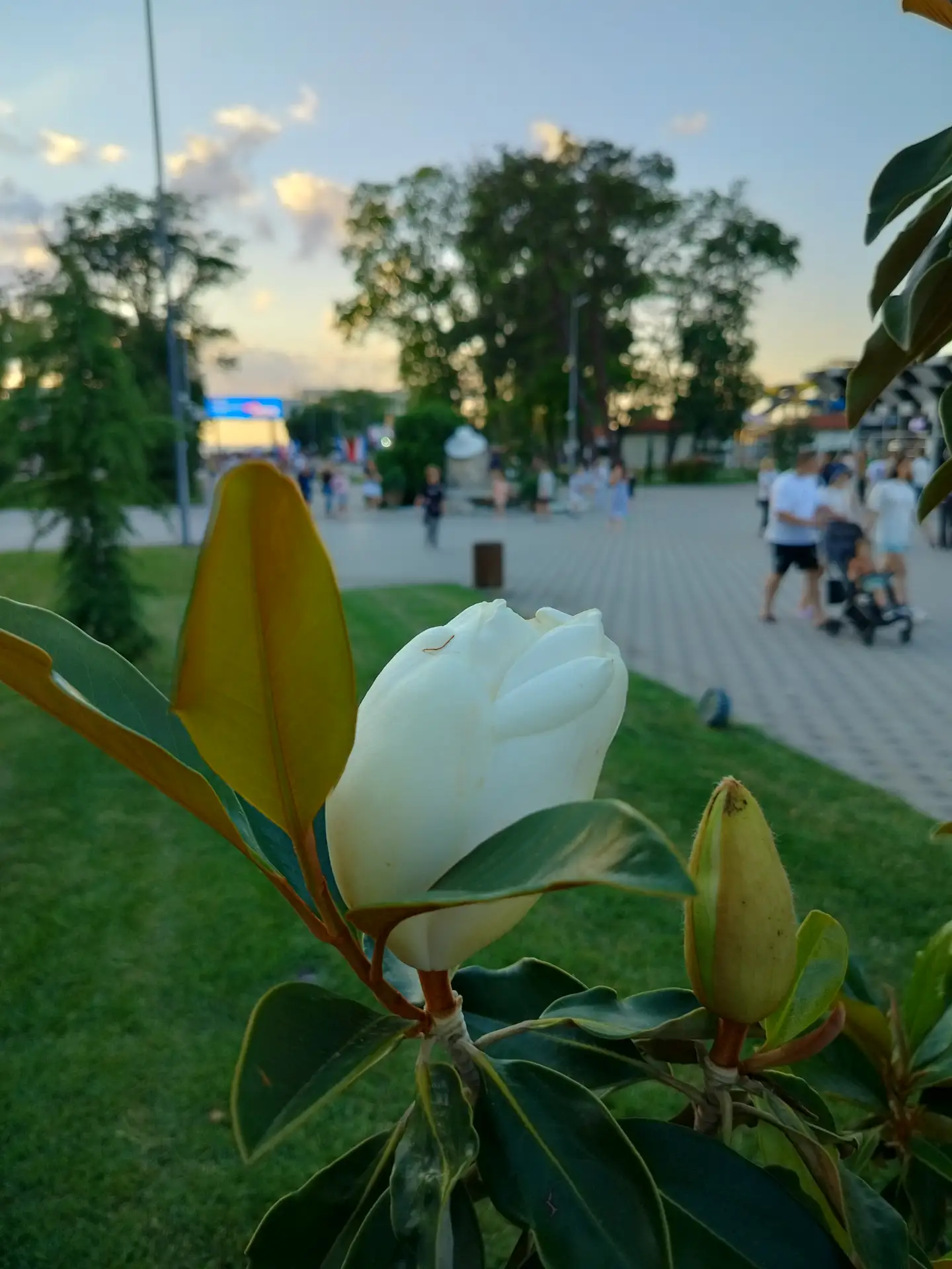 😍В краю магнолий плещет море.

Еще одна белоснежная красавица расцвела в центральном парке Анапы.

