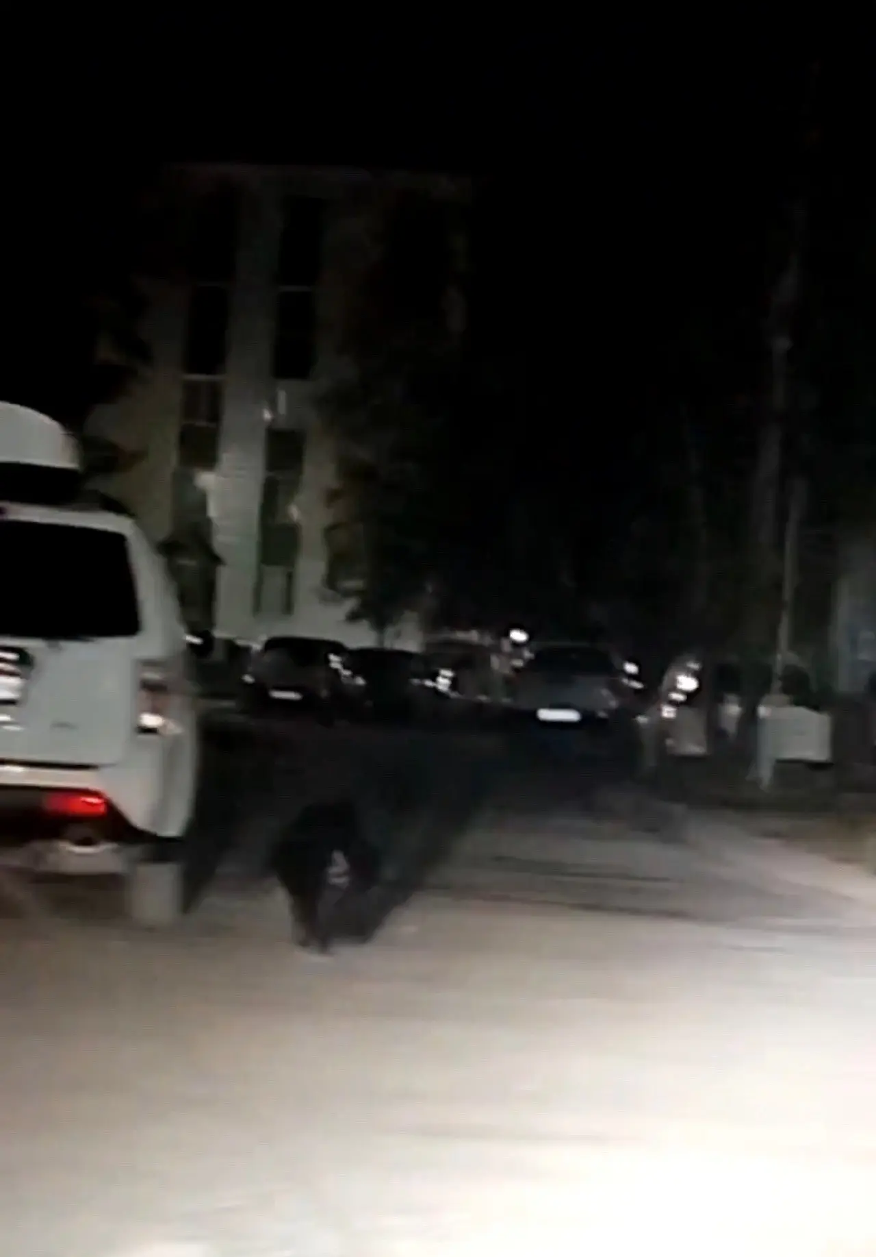 Ночью в Нефтеюганске обнаружен медвежонок. Видео подробности в Макс