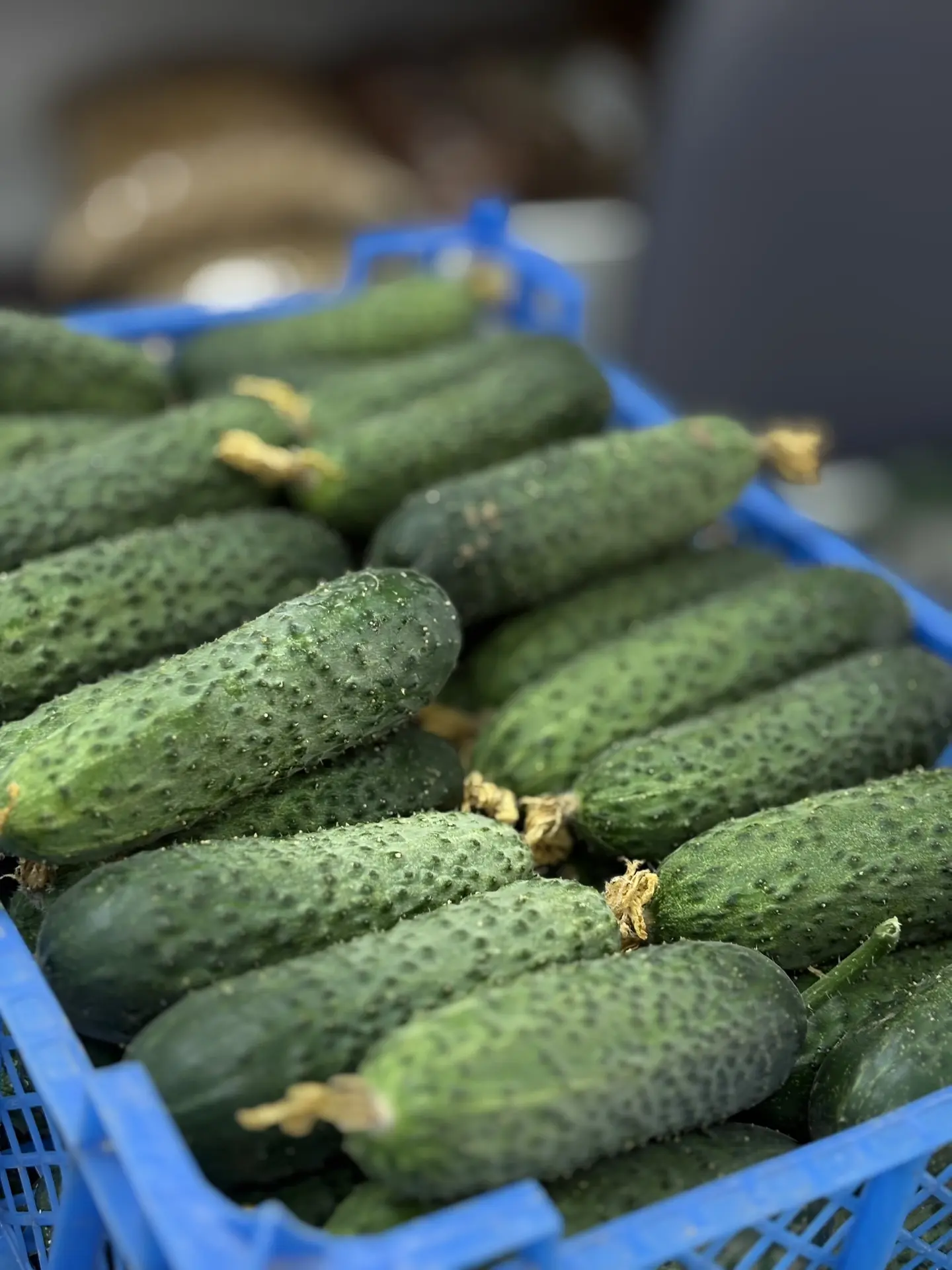🥒 Огурцы, выращенные в Калязине — в наличии! 🥒