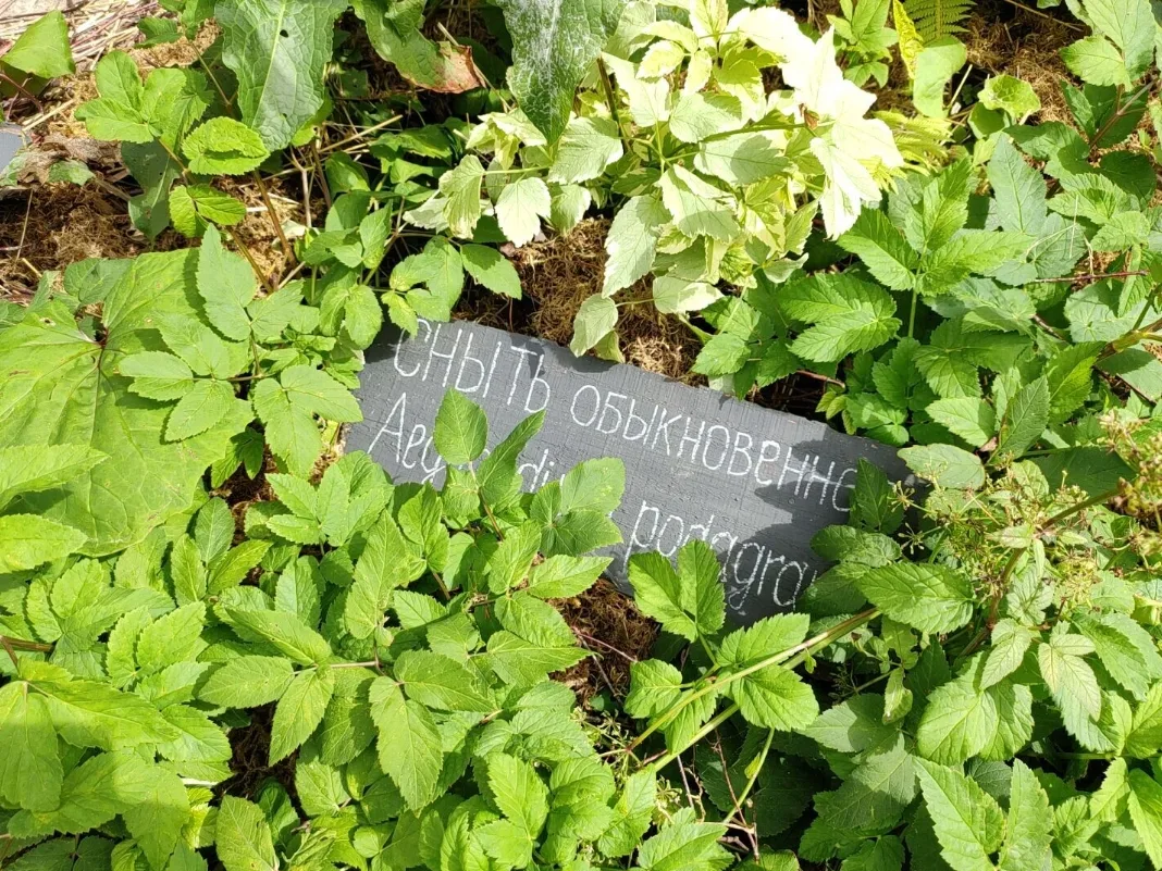 🌿 Как победить сныть — советы от студии ландшафтного дизайна ART Story ✂️