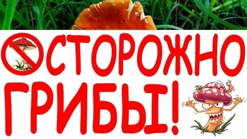 ⚠ ПАМЯТКА для несовершеннолетних и их родителей «Осторожно: ядовитые грибы!»🍄 
 
⁣1.1. Грибы являют