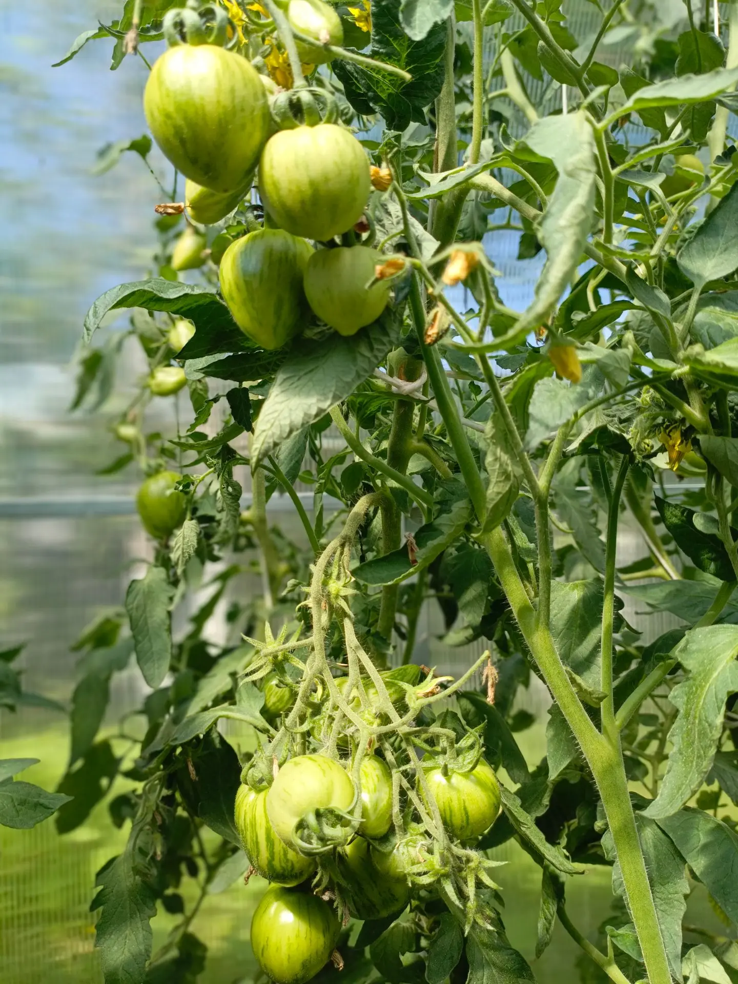 Розовая дымка