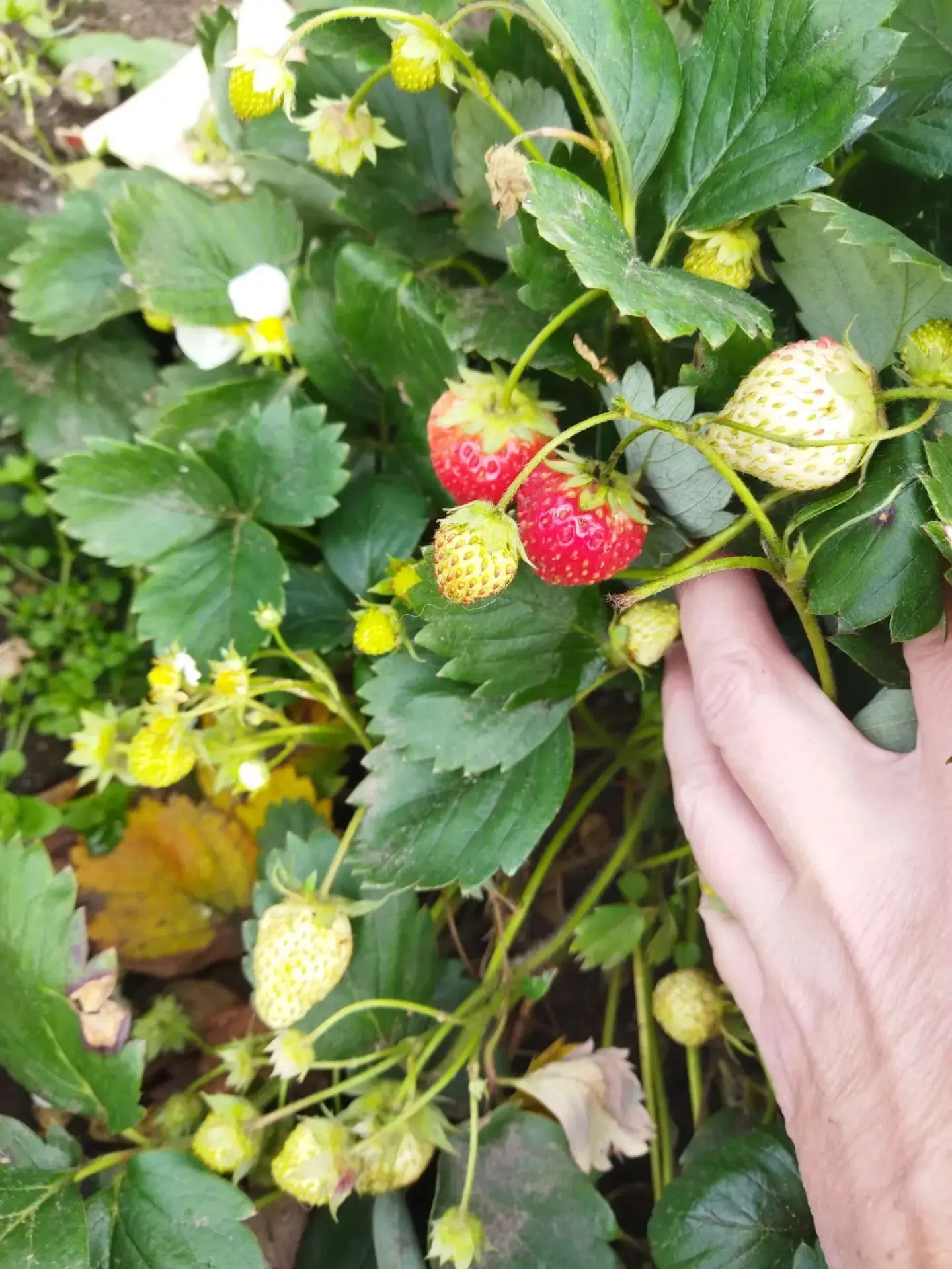 Продам маточные кусты клубники, зимует в погребе. Цена 200 руб./куст. Самовывоз мкр. Ок...