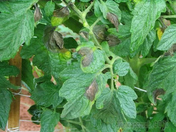 Фитофтора активно распространяется при температуре 15–22 °C и высокой влажности (выше 75%). В засушл