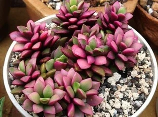 АНАКАМПСЕРОС 🌵

Удивительный суккулент с утолщённым корнем и яркими летними цветами, легко переноси
