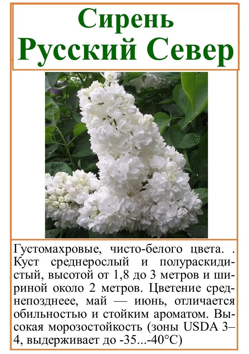 Сирень 2 г.